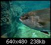         

:  Crete_Aquarium_2_004.jpg
:  253
:  238,3 KB