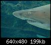         

:  Crete_Aquarium_2_006.jpg
:  249
:  199,5 KB