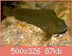         

:  180802lipophrys001.jpg
:  404
:  86,8 KB