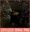         

:  Screenshot_2019-06-21 Young labidochromis - YouTube.png
:  371
:  89,4 KB