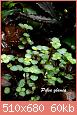         

:  pilea glauca.jpg
:  367
:  60,2 KB