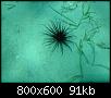         

:  tube worm.JPG
:  885
:  91,0 KB