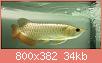         

:  10-ich-malaysian-golden-arowana.jpg
:  400
:  34,1 KB