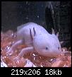         

:  petaxolotl.jpg
:  337
:  18,0 KB