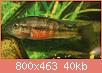         

:  harpagochromissporanger.jpg
:  662
:  40,0 KB