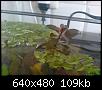         

:  Ludwigia repens16_06_07_1.JPG
:  262
:  108,6 KB