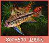         

:  Apistogramma_cacatuoides_2.jpg
:  379
:  199,1 KB