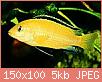         

:  labidochromis_yellow.jpg
:  323
:  5,0 KB