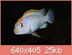         

:  Pseudotropheus red top ndumbi muzjak 3.jpg
:  406
:  25,2 KB