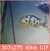         

:  ScreenHunter_03 Apr. 12 13.53.gif
:  279
:  49,3 KB