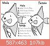         

:  Sexing-Angelfish1.png
:  216
:  107,4 KB