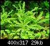         

:  Pogostemon helferi.jpg
:  376
:  28,7 KB