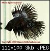         

:  betta4].jpg
:  209
:  3,3 KB