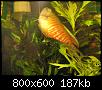         

:  gourami.jpg
:  294
:  187,1 KB