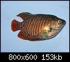         

:  gourami2.jpg
:  301
:  152,5 KB