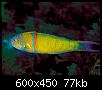         

:  Thalassoma-pavo.jpg
:  307
:  77,0 KB