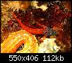         

:  Lipophrys-nigriceps.jpg
:  297
:  112,4 KB