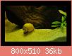         

:  s_applesnail.jpg
:  528
:  35,7 KB