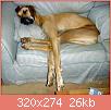         

:  megaloy_danoy_great_dane_16956950_1_F.jpg
:  392
:  25,6 KB