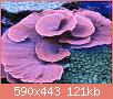         

:  montipora_coral.jpg
:  379
:  120,7 KB