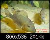         

:  Geophagus_steindachneri_2.jpg
:  450
:  200,5 KB