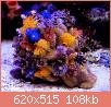         

:  christmas-tree-worm-rock-porites1.jpg
:  365
:  108,4 KB