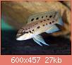         

:  Chalinochromis_sp_ndobhoi_600x457.jpg
:  131
:  27,2 KB