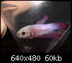         

:  Betta 4.jpg
:  297
:  60,4 KB