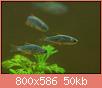         

:  galaxy rasbora.jpg
:  391
:  50,4 KB