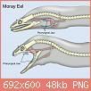         

:  1500px-Pharyngeal_jaws_of_moray_eels.svg.jpg
:  573
:  48,4 KB