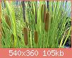         

:  Typha L..jpg
:  293
:  104,8 KB