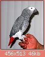         

:  congo-african-grey.jpg
:  386
:  45,8 KB