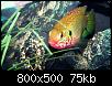         

:  FemaleJewelCichlid2-1680x1050.jpg
:  398
:  75,5 KB