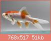         

:  goldfish comet.JPG
:  375
:  51,4 KB