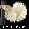         

:  betta6.jpg
:  239
:  2,5 KB