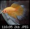         

:  betta5.jpg
:  203
:  2,1 KB