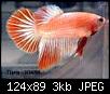         

:  betta7.jpg
:  208
:  2,7 KB