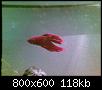         

:  06062008(006).jpg
:  518
:  118,2 KB