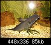         

:  synodontis 1.JPG
:  424
:  85,4 KB