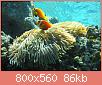         

:  Maldive_anemonefish.jpg
:  461
:  85,9 KB