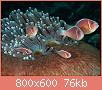         

:  pink-anemonefish-shrimp_60640_990x742.jpg
:  454
:  75,9 KB