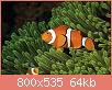         

:  papua-new-guinea-false-clown-anemonefish-and-sea-anemone-underwater-view-darryl-leniuk.jpg
:  480
:  63,6 KB