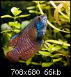         

:  gourami.jpg
:  714
:  66,0 KB