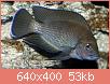         

:  1394549418_lamprologus-mura-2.jpg
:  120
:  53,0 KB