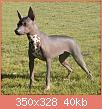         

:  Mexican Hairless Dog 000.jpg
:  409
:  39,9 KB