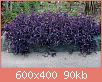         

:  tradescantia-pallida-purpurea.jpg
:  277
:  89,5 KB