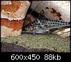         

:  Pimelodus Pictus.jpg
:  825
:  88,4 KB