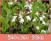         

:  Menyanthes T..jpg
:  302
:  93,3 KB