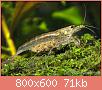         

:  amano-shrimp-1.jpg
:  287
:  71,2 KB