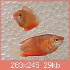         

:  dwarf_honey_gourami.jpg
:  299
:  29,2 KB